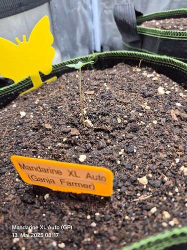 Mandarine XL Auto (Ganja Farmer)