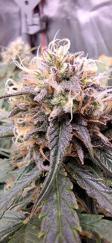 Growreport Bild 5