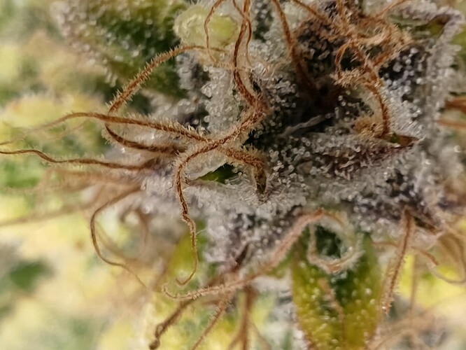 Growreport Bild 67
