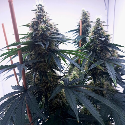Growreport Bild 32