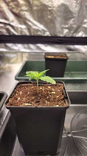 Growreport Bild 52