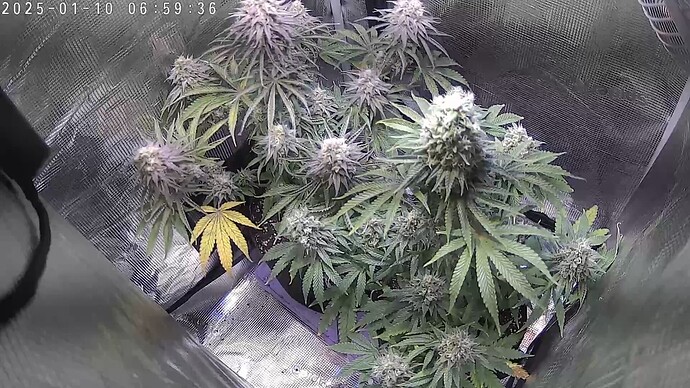 Grow-Zelt_07-00-00