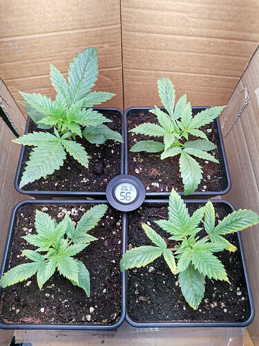 lucky Hemp LT12, 2 weniger