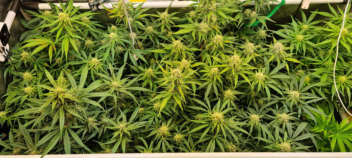 Growreport Bild 14