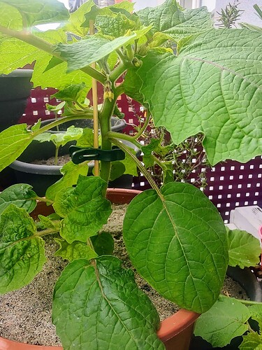 Growreport Bild 9
