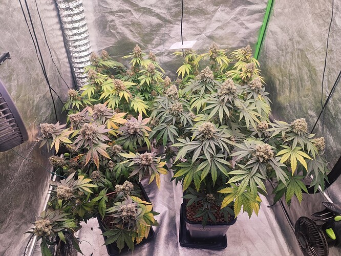 Growreport Bild 77