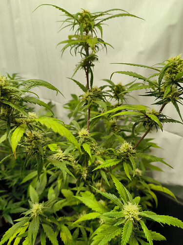 Growreport Bild 4