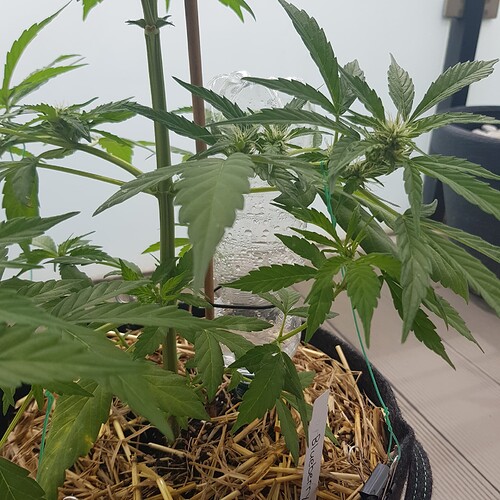 Growreport Bild 4