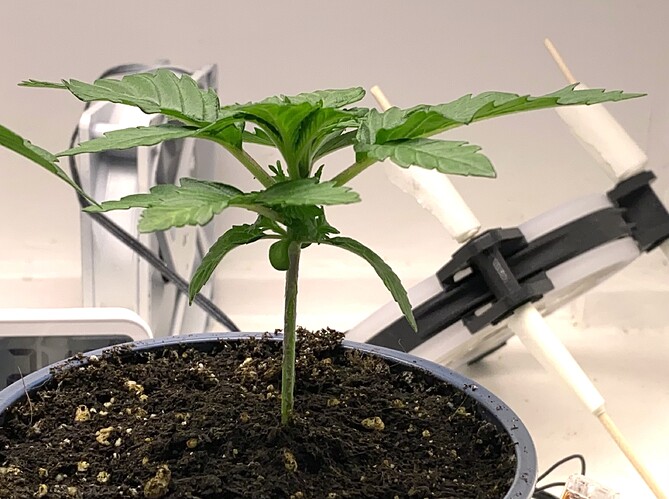Growreport Bild 9