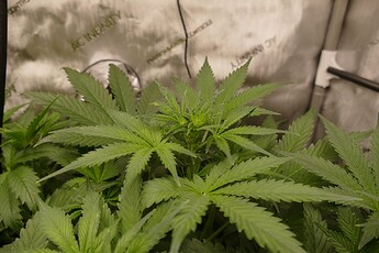 Growreport Bild 4