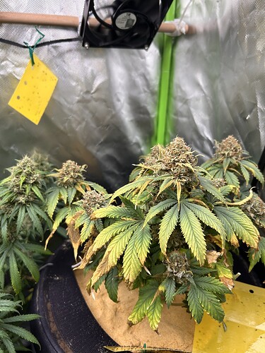 Growreport Bild 3