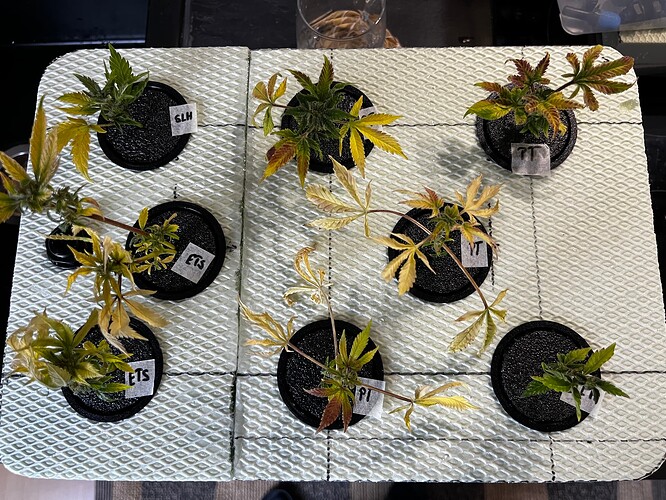 Propagator_Pflanzen_1