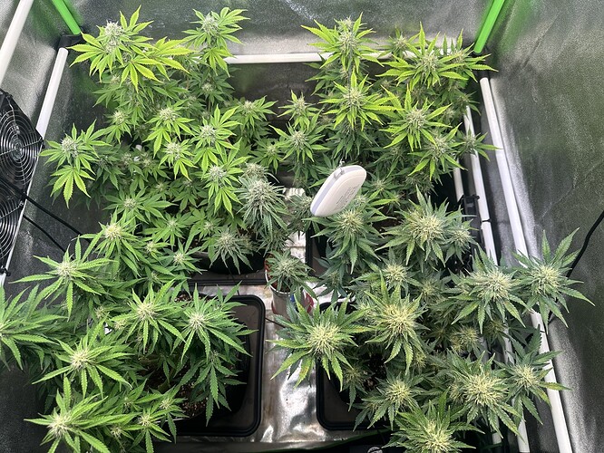 Growreport Bild 4