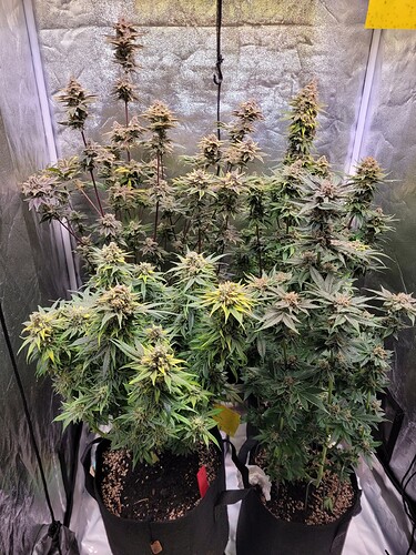 Growreport Bild 1