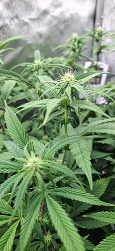 Growreport Bild 4