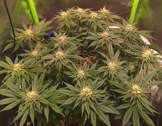 Growreport Bild 7