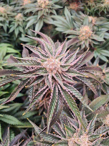 Growreport Bild 2