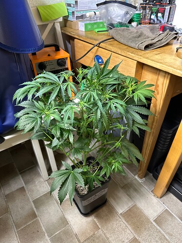 Growreport Bild 51