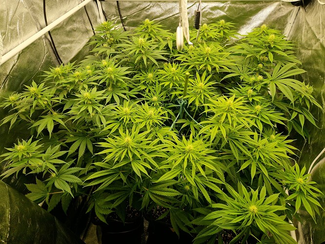 Growreport Bild 10