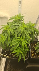 Growreport Bild 17