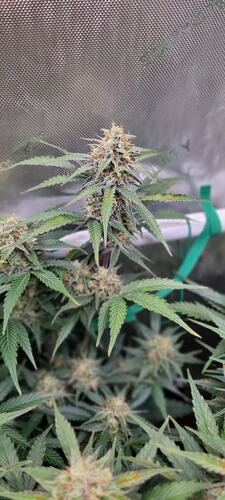 Growreport Bild 10