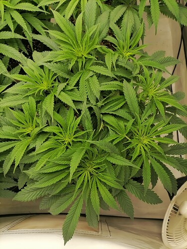 Growreport Bild 9