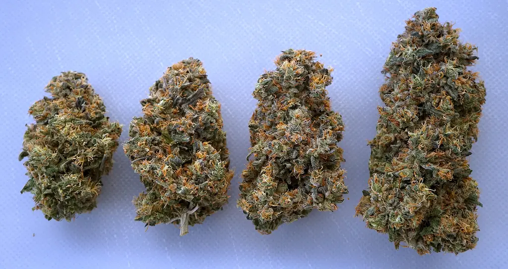 [Geerntet]🗻 Mephisto Genetics 🥭 Mango Runtz in Coco im Autopot im Schrank
