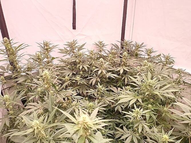 Growreport Bild 18