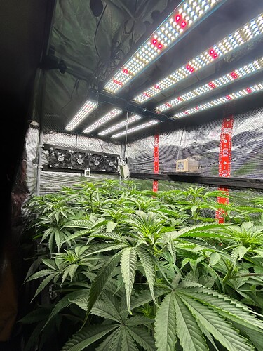 Growreport Bild 29