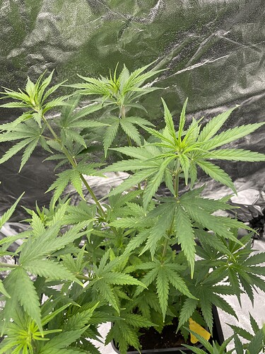 Growreport Bild 5