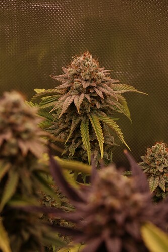 Growreport Bild 16