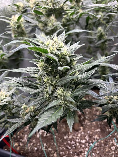 Growreport Bild 1