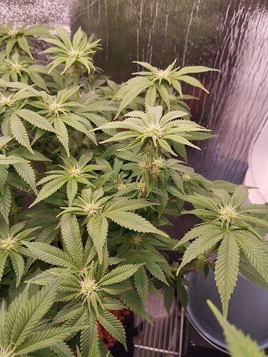 IMG_20250126_204834 - Kopie