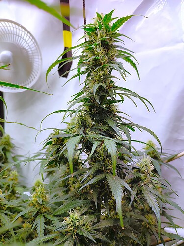 Growreport Bild 31
