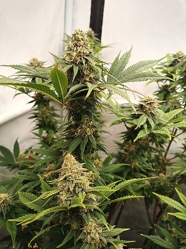 Growreport Bild 61
