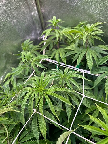 Growreport Bild 17