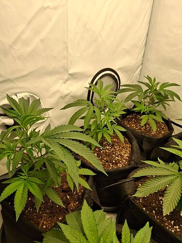 Growreport Bild 3