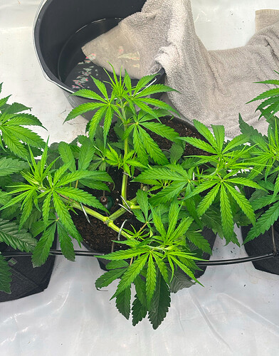 Growreport Bild 4