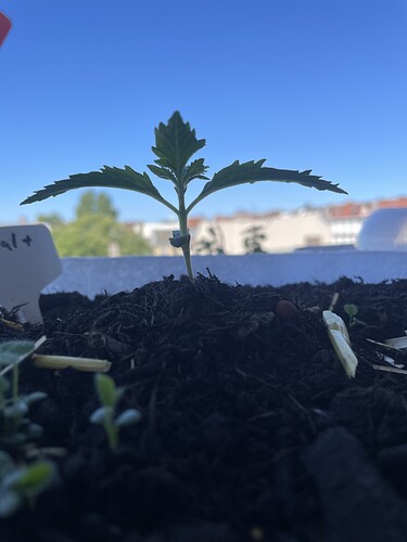 Growreport Bild 20