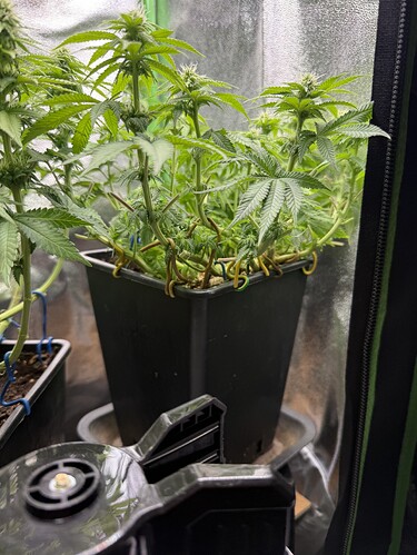Growreport Bild 39
