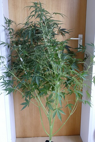 Growreport Bild 9