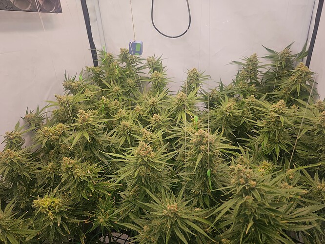 Growreport Bild 9
