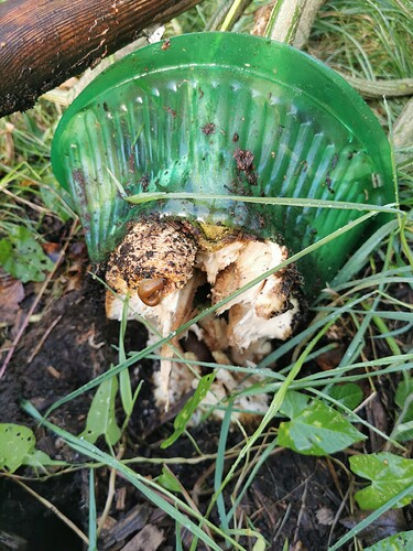 Growreport Bild 6