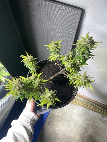 Growreport Bild 41