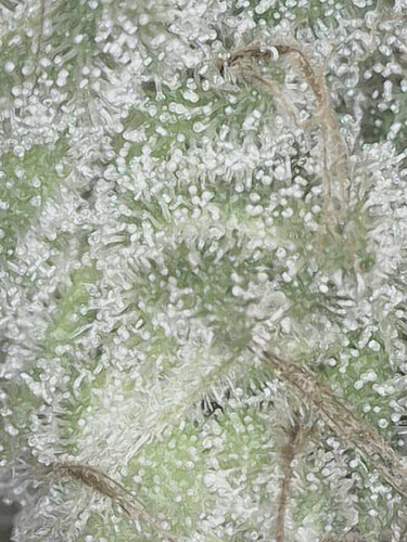 Growreport Bild 18