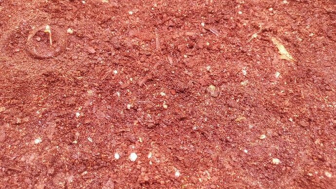 IMG_20250330_224959_796