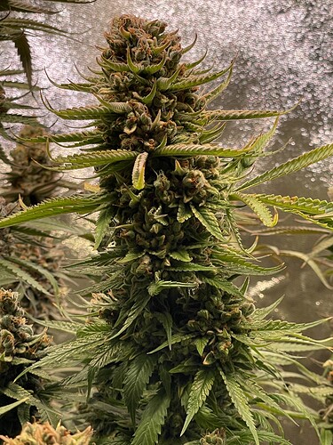 Growreport Bild 16