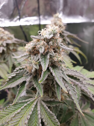 Growreport Bild 3