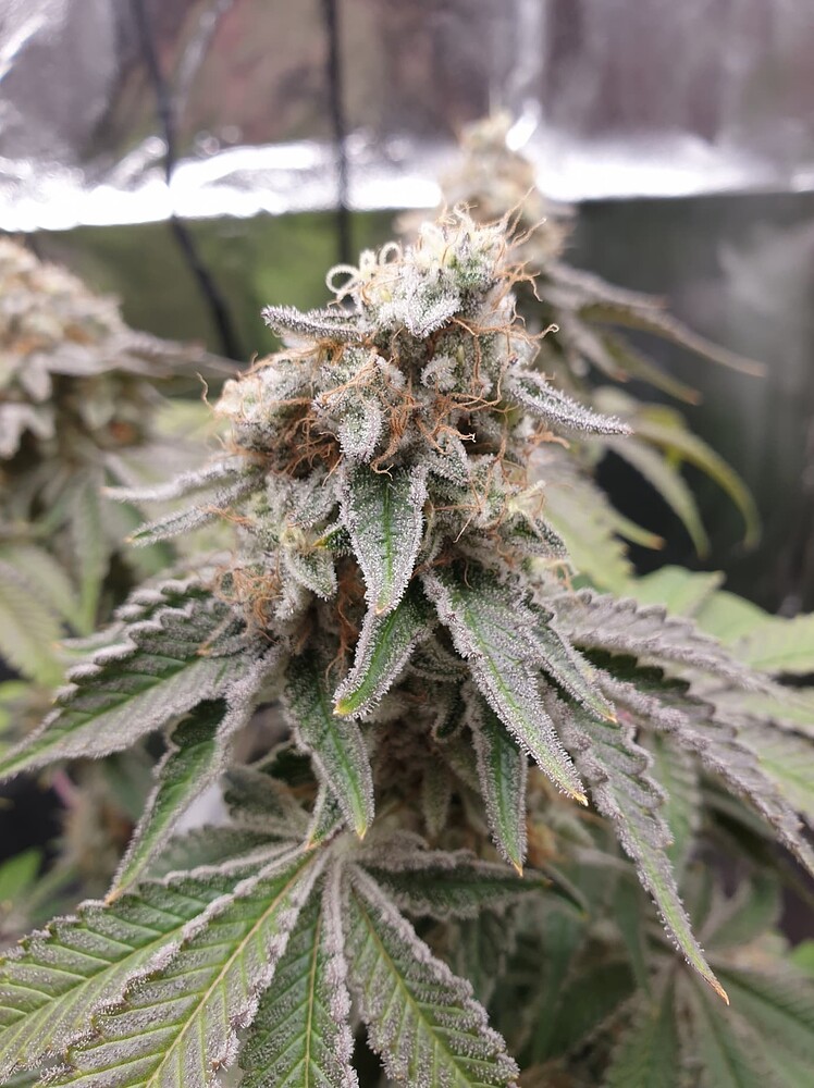 Mein erster Indoor Grow...ob das was wird?