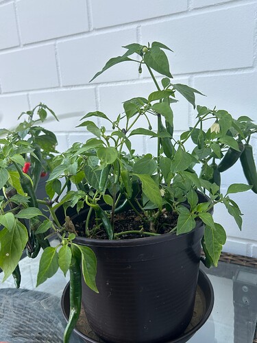 Growreport Bild 9